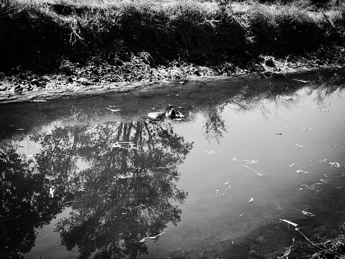 Ciudadano reporta al 911 el cuerpo de hombre flotando en el canal de la comunidad de La Estancia