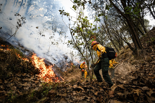 Querétaro refuerza acciones para evitar incendios forestales en temporada crítica