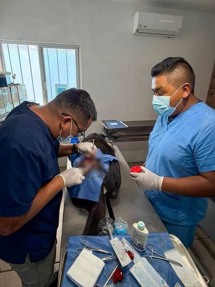 Detectan dos nuevos casos de gusano barrenador en El Marqués; llaman a revisar mascotas y atender heridas a tiempo